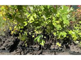 68 X TULIP TREES (SMALL) - picture1' - Click to enlarge