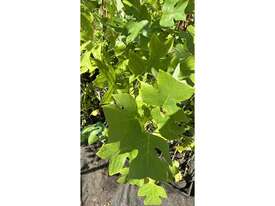 68 X TULIP TREES (SMALL) - picture2' - Click to enlarge