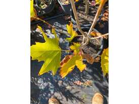 8  X LONDON PLANE  - picture2' - Click to enlarge