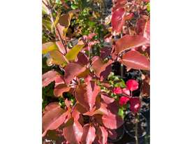 40 X  ORNAMENTAL CAPITAL PEARS (PYRUS CALLERYANA) - picture0' - Click to enlarge