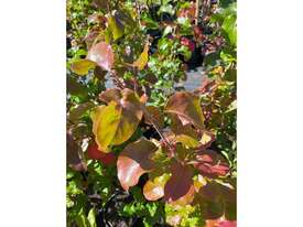 40 X  ORNAMENTAL CAPITAL PEARS (PYRUS CALLERYANA) - picture1' - Click to enlarge