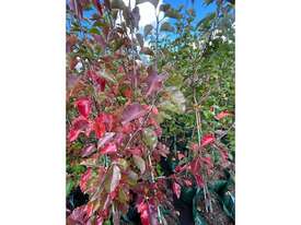 10 X MANCHURIAN ORNAMENTAL PEAR (PYRUS USSRIENSIS) - picture0' - Click to enlarge