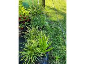 43 X MIXED (LIRIOPE GRASSES, DWARF AGAPANTHUS) - picture0' - Click to enlarge