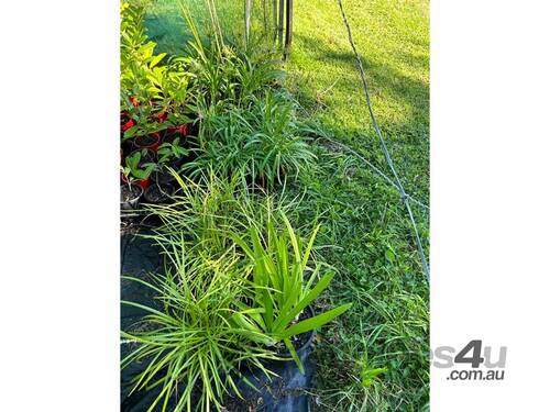 43 X MIXED (LIRIOPE GRASSES, DWARF AGAPANTHUS)