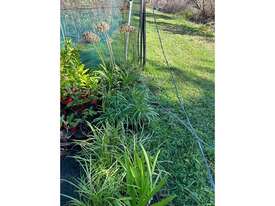 43 X MIXED (LIRIOPE GRASSES, DWARF AGAPANTHUS) - picture0' - Click to enlarge