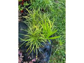 43 X MIXED (LIRIOPE GRASSES, DWARF AGAPANTHUS) - picture1' - Click to enlarge