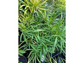 43 X MIXED (LIRIOPE GRASSES, DWARF AGAPANTHUS) - picture2' - Click to enlarge