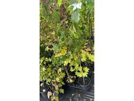 25 X LIQUIDAMBER (SWEET GUM)  - picture0' - Click to enlarge