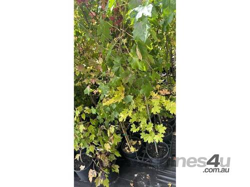 25 X LIQUIDAMBER (SWEET GUM) 