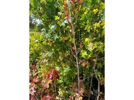 25 X LIQUIDAMBER (SWEET GUM)  - picture0' - Click to enlarge