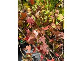 25 X LIQUIDAMBER (SWEET GUM)  - picture1' - Click to enlarge