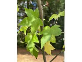 25 X LIQUIDAMBER (SWEET GUM)  - picture2' - Click to enlarge