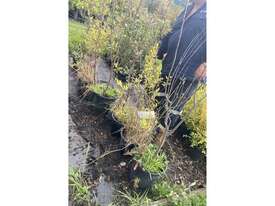 11 X ASSORTED FRUIT TREES - picture0' - Click to enlarge