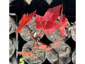 50 X CANADIAN MAPLE TREES (ACER RUBRUM) - picture0' - Click to enlarge