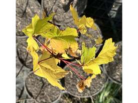50 X CANADIAN MAPLE TREES (ACER RUBRUM) - picture0' - Click to enlarge