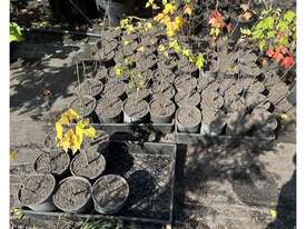 50 X CANADIAN MAPLE TREES (ACER RUBRUM) - picture1' - Click to enlarge