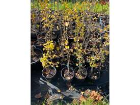 25 X GINKGO BILOBA  (MAIDENHAIR) - picture0' - Click to enlarge