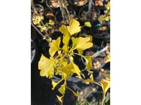 25 X GINKGO BILOBA  (MAIDENHAIR) - picture0' - Click to enlarge