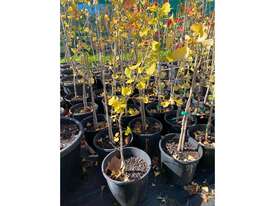 25 X GINKGO BILOBA  (MAIDENHAIR) - picture1' - Click to enlarge