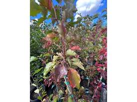 19 X MANCHURIAN ORNAMENTAL PEAR (PYRUS USSRIENSIS) - picture0' - Click to enlarge