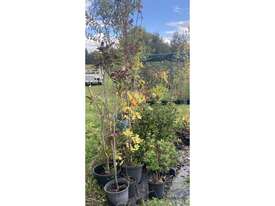 16 X ASSORTED FARM TREES - picture0' - Click to enlarge