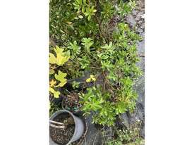 16 X ASSORTED FARM TREES - picture1' - Click to enlarge