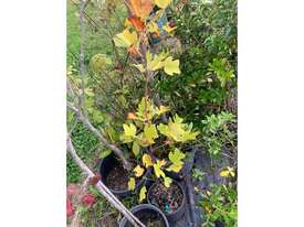 16 X ASSORTED FARM TREES - picture2' - Click to enlarge