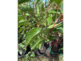 12 X CLEVELAND SELECT ORNAMENTAL PEAR - picture1' - Click to enlarge