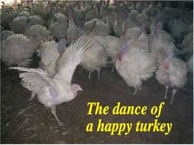 Litter rejuvenator for Chickens/Turkeys - picture0' - Click to enlarge