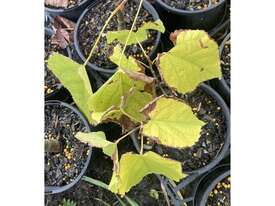 32 X SMALL LEAF LIME - picture2' - Click to enlarge