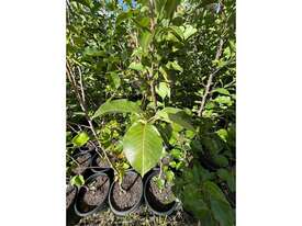 12 X CLEVELAND SELECT ORNAMENTAL PEAR  - picture0' - Click to enlarge