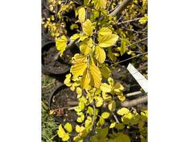 29 X WITCH HAZEL (HAMAMELIS) - picture0' - Click to enlarge