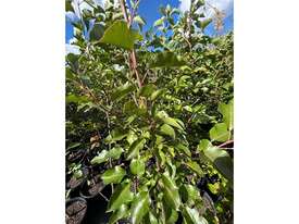 18 X CLEVELAND SELECT ORNAMENTAL PEAR - picture0' - Click to enlarge