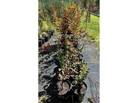 16 X ASSORTED CREPE MYRTLE - picture0' - Click to enlarge