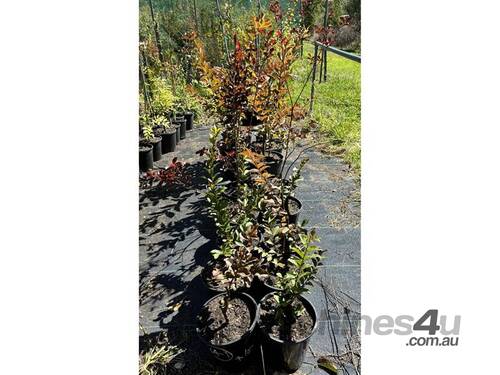 16 X ASSORTED CREPE MYRTLE