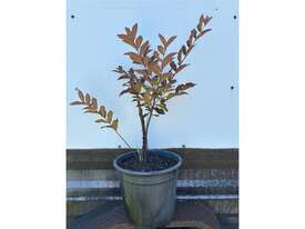 16 X ASSORTED CREPE MYRTLE - picture0' - Click to enlarge