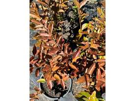 16 X ASSORTED CREPE MYRTLE - picture1' - Click to enlarge