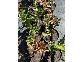 16 X ASSORTED CREPE MYRTLE - picture2' - Click to enlarge