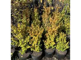 20 X ENGLISH BOX HEDGING (BUXUS) - picture0' - Click to enlarge