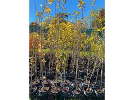 25 X MIXED TREES (ACER DAVIDII, TULIP, ELM) - picture0' - Click to enlarge