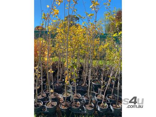 25 X MIXED TREES (ACER DAVIDII, TULIP, ELM)