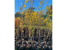 25 X MIXED TREES (ACER DAVIDII, TULIP, ELM) - picture0' - Click to enlarge