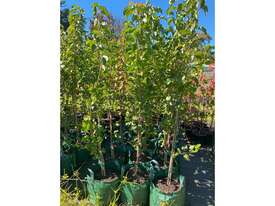 15 X LARGE ORNAMENTAL CAPITAL PEARS - picture0' - Click to enlarge