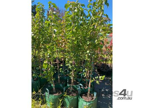 15 X LARGE ORNAMENTAL CAPITAL PEARS