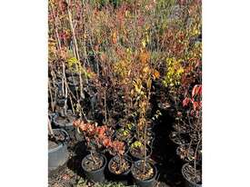 27 X JAPANESE ELM (ULMUS DAVIDIANA VAR.JAPONICA) - picture0' - Click to enlarge