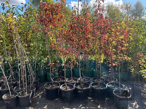 11 X CLEVELAND SELECT ORNAMENTAL PEAR 