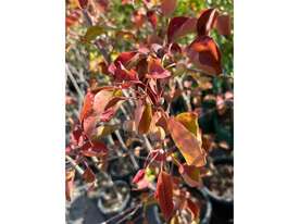 11 X CLEVELAND SELECT ORNAMENTAL PEAR  - picture0' - Click to enlarge