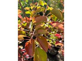 11 X CLEVELAND SELECT ORNAMENTAL PEAR  - picture1' - Click to enlarge