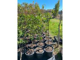 25 X MED ORNAMENTAL CAPITAL PEARS - picture0' - Click to enlarge