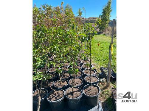 25 X MED ORNAMENTAL CAPITAL PEARS